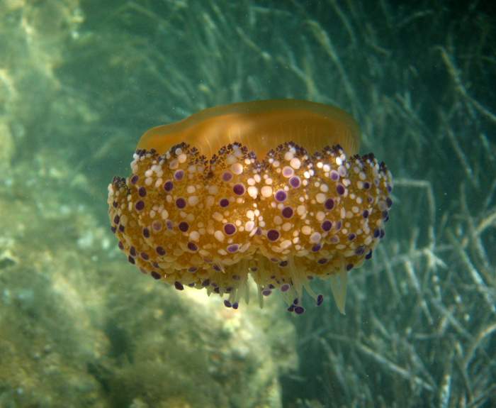 Cotylorhiza tuberculata (Macri, 1778)